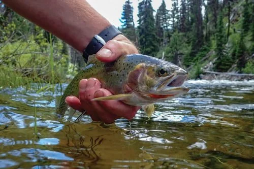 AN ANGLER ON THE FLATHEAD WILD AND SCENIC RIVER HOLDS A NATIVE WESTSLOPE CUTTHROAT TROUT. MONTANA FISH, WILDLIFE & PARKS