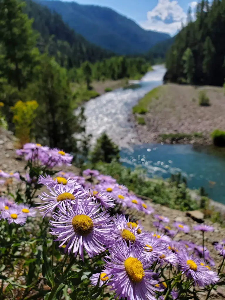 View toward Granite Creek with asters
