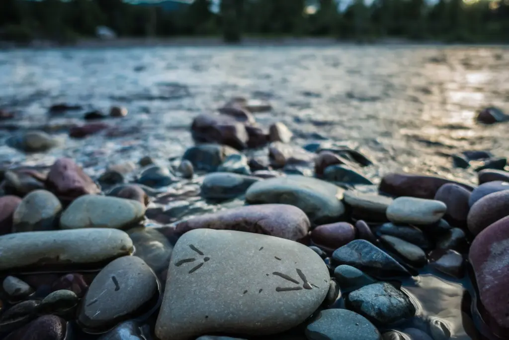 Bird Tracks on the Flathead River. Photo: NPS